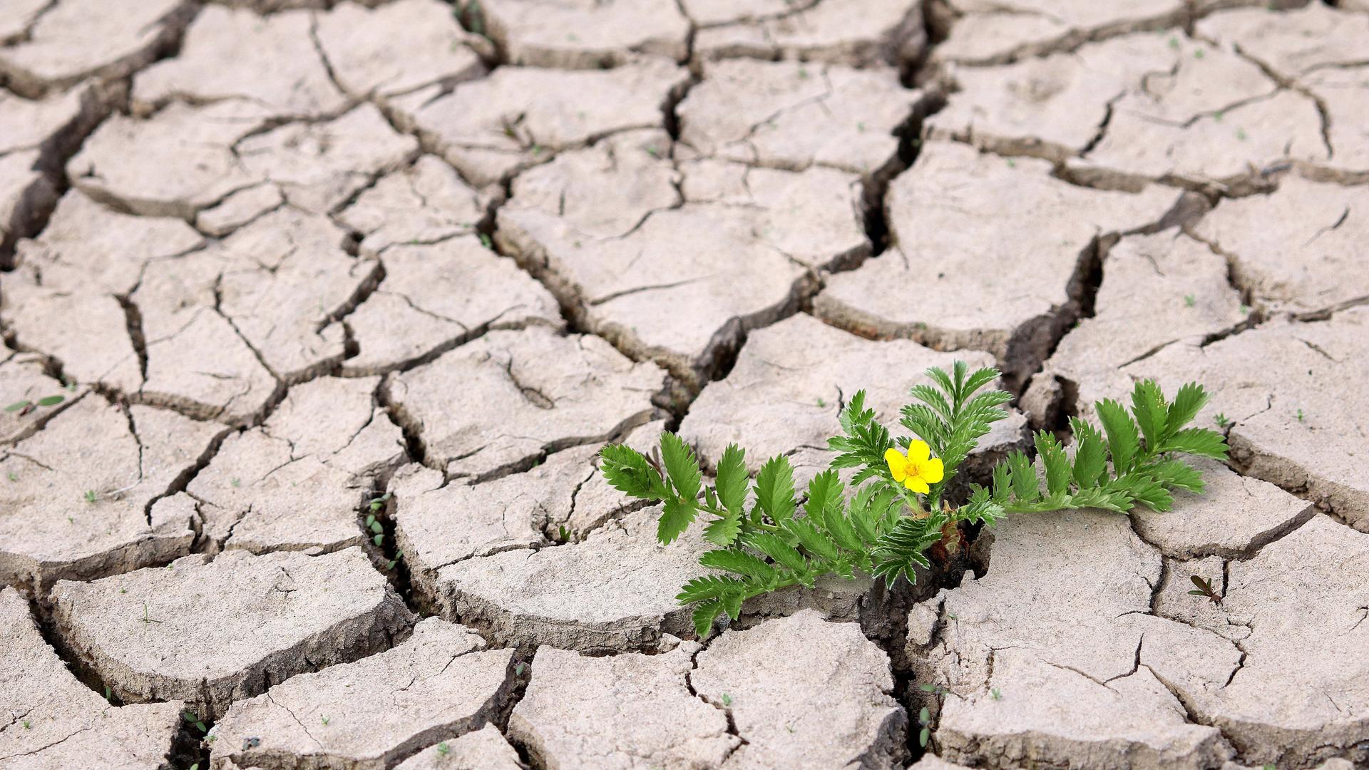 Blühende Gänsefingerkrautpflanze in ausgetrocknetem Boden, Deutschland.