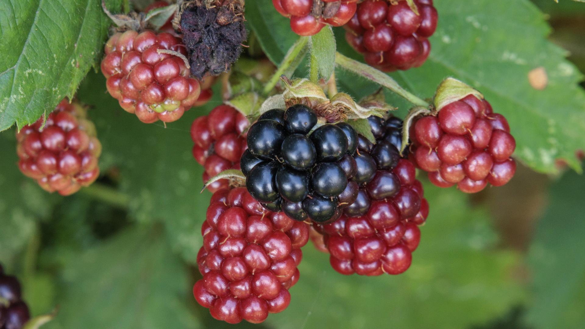 Bunter Mix aus reifen schwarzen und unreifen roten Brombeeren an einem Laubstrauch. 