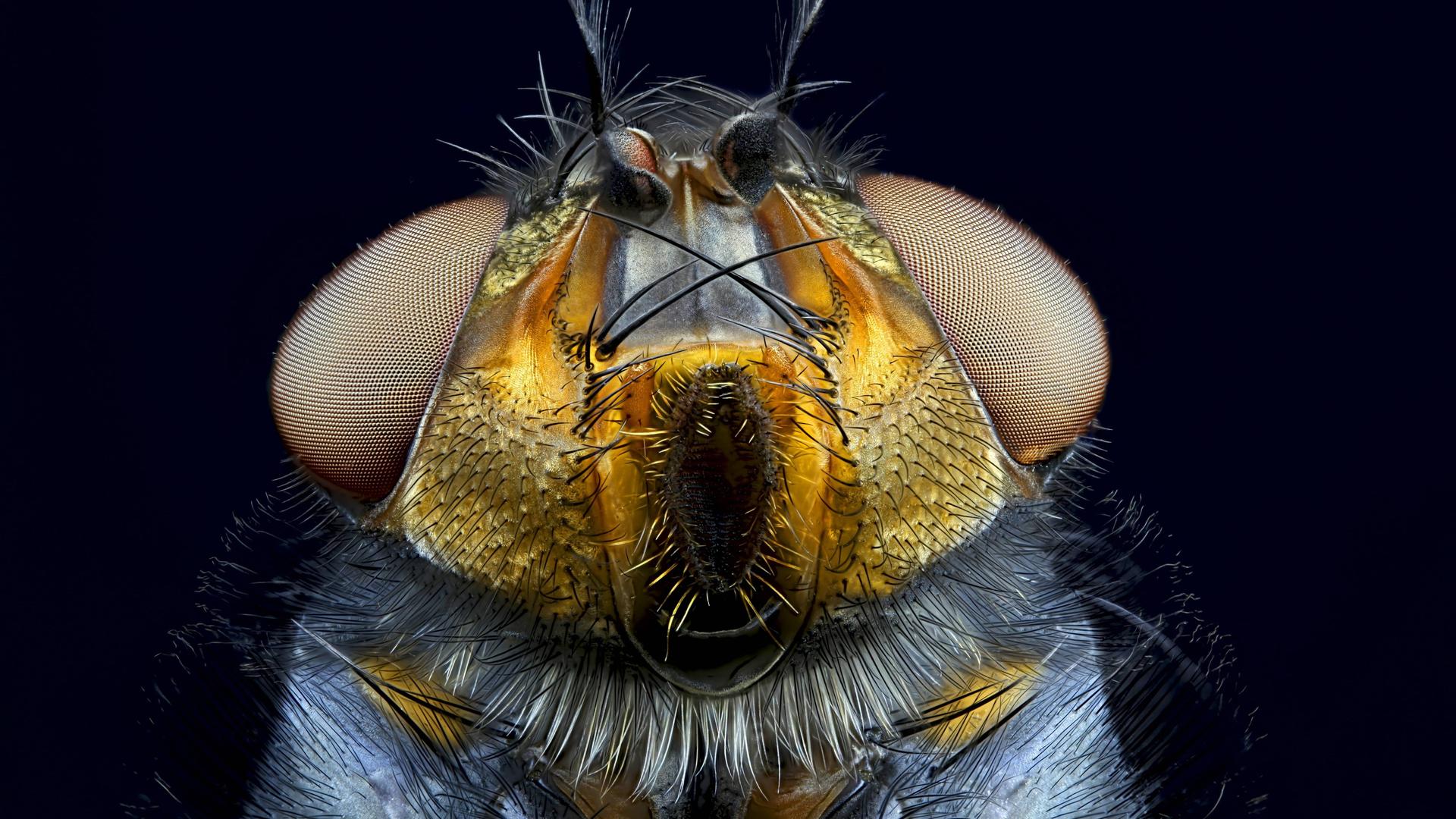 Nahaufnahme einer blauen Schmeißfliege 