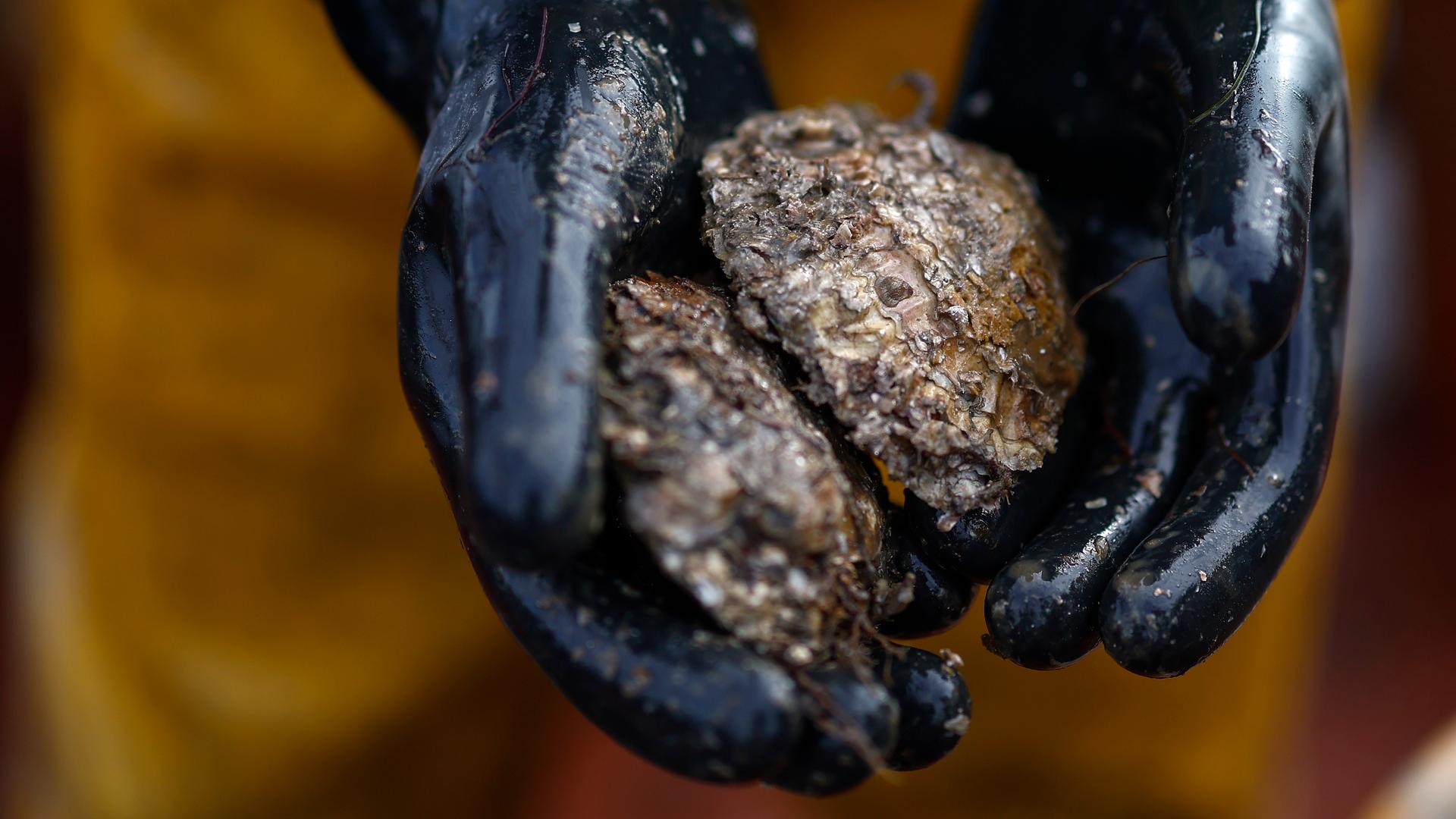 Zwei Hände in schwarzen Handschuhen halten nasse Austern
