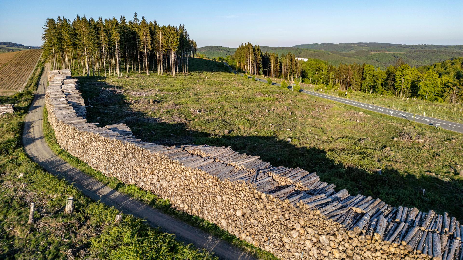 Holzstapel an einem z.T. gerodeten Waldgebiet. Tausende gefällte Fichten, mit Schäden durch den Borkenkäfer, westlich von Langewiese, Ortsteil von Winterberg im Hochsauerlandkreis, NRW, Deutschland. 