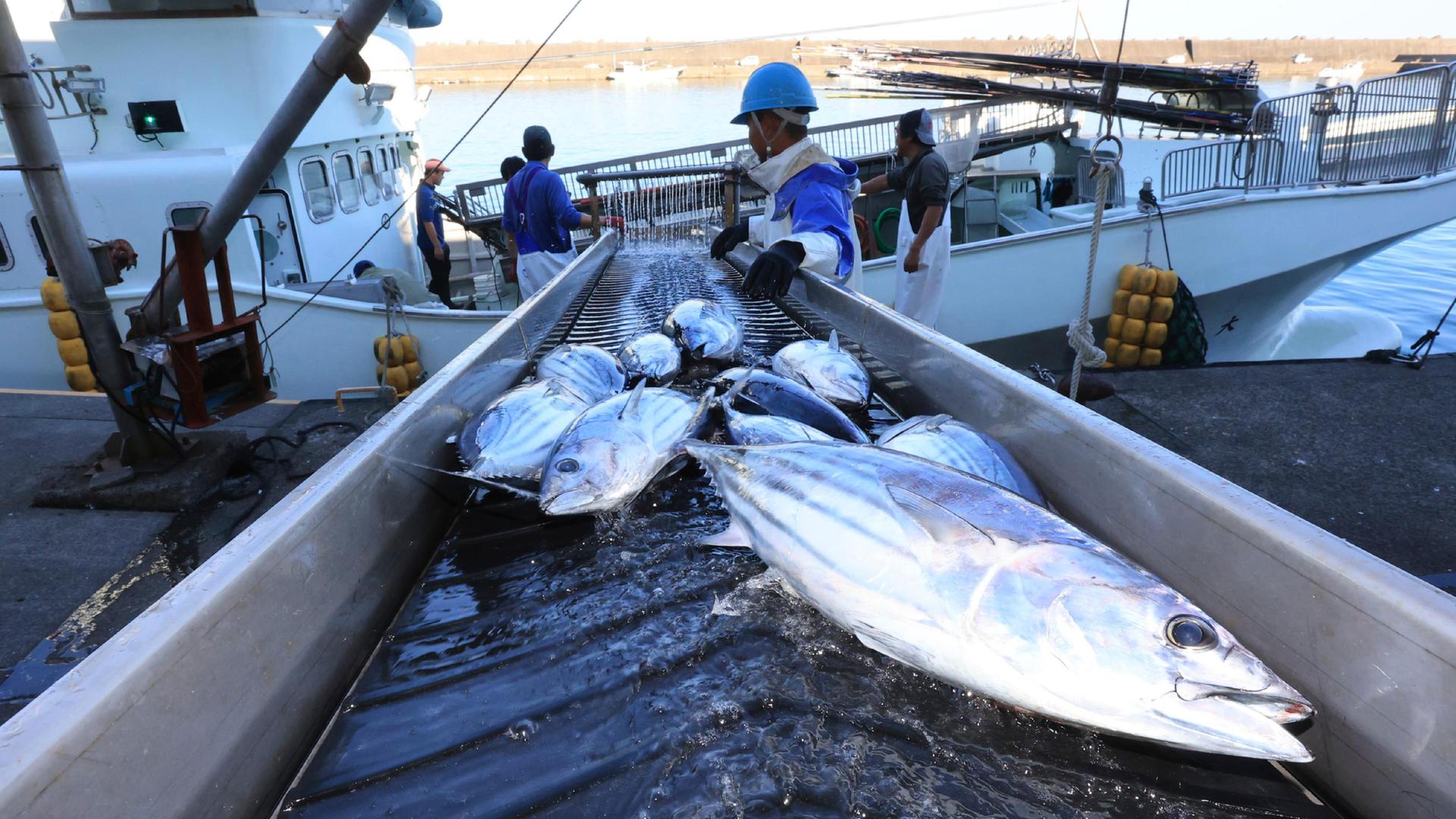 Arbeiter laden Fische aus einem Boot.
