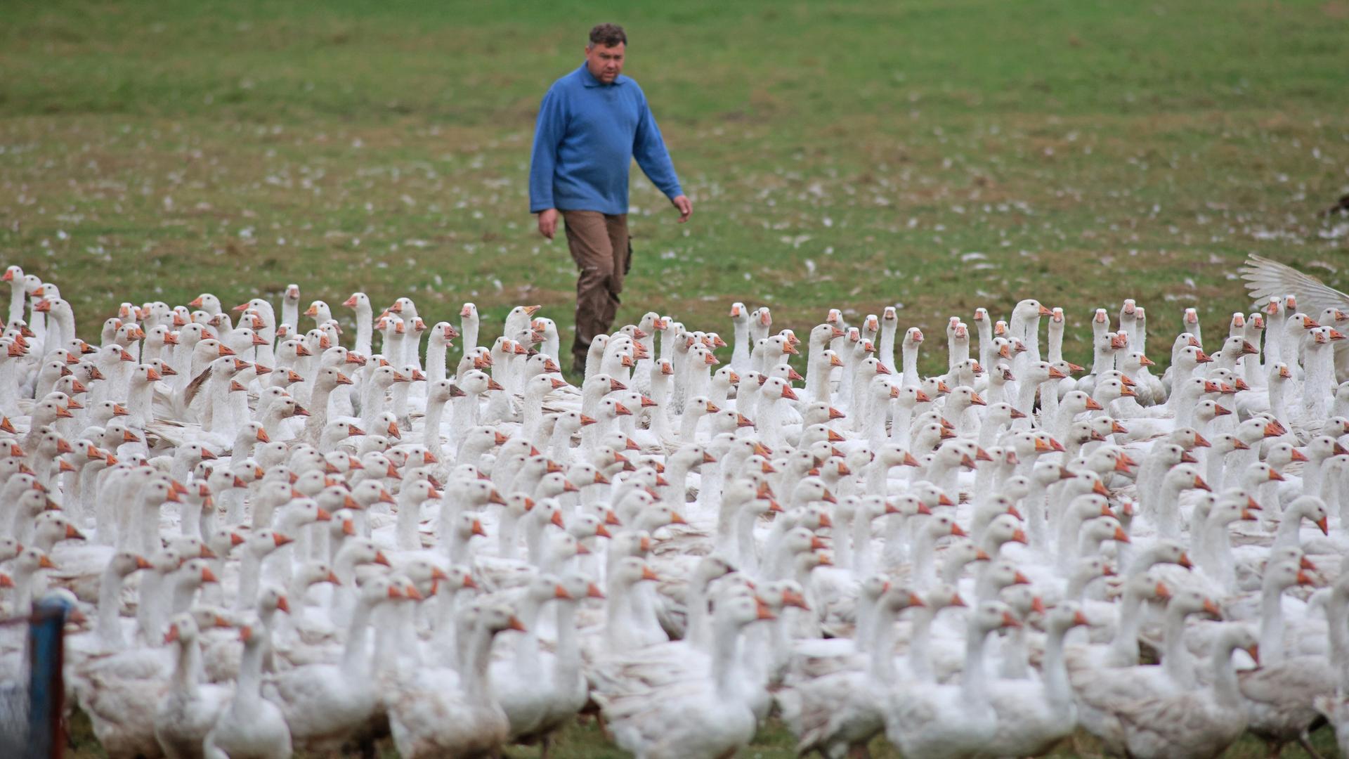 Ein Mann im blauen Pullover treibt eine Horde Gänse auf der Weide vor sich her.