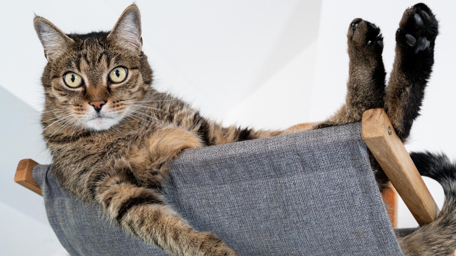 Eine getigerte Katze liegt entspannt in einer grauen Hängematte und schaut aufmerksam nach vorn.