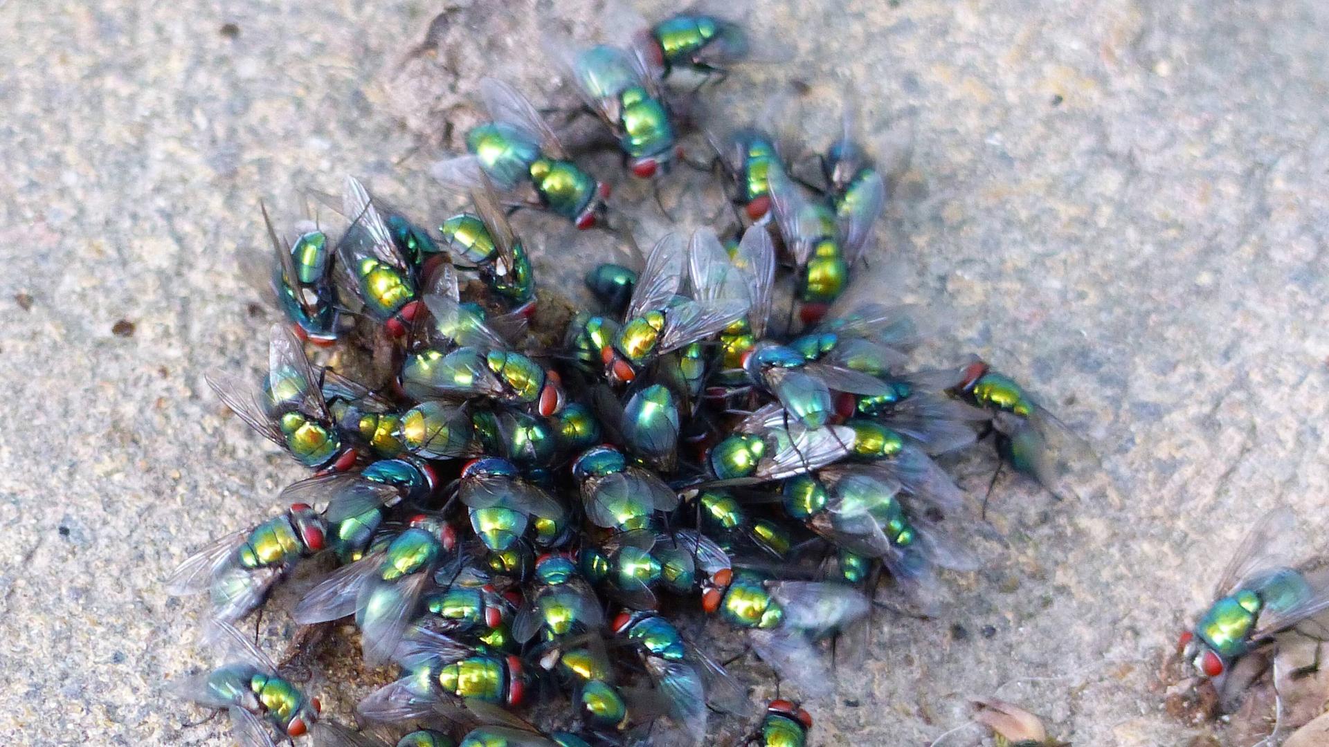 Viele Schmeissfliegen tummeln sich auf einer grauen Oberfläche.