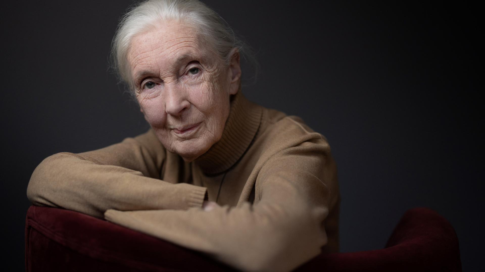 Jane Goodall stützt sich auf einem Stuhl ab und schaut ernst in die Kamera. Sie trägt einen beigen Pullover und das weiße Haar zum Zopf gebunden.