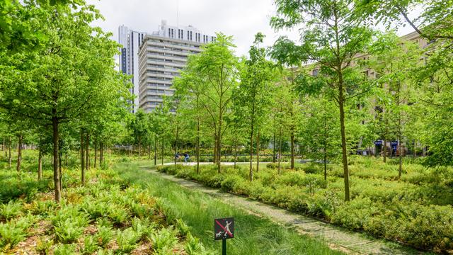 Ein Stadtwäldchen auf dem Place de Catalogne in Paris, im Hintergrund moderne Wohngebäude
