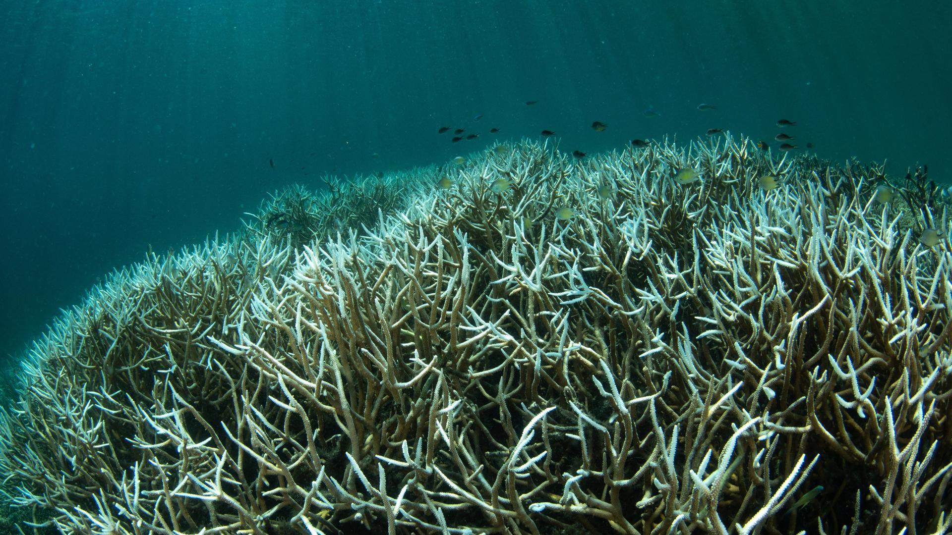 Ein Unterwasserfoto zeigt gebleichte Korallen vor der Küste von Westpapua, Indonesien. Die Korallen sind blassweiß und verlieren ihre frühere Farbe. Zwischen den Korallen schwimmen kleine Fische.