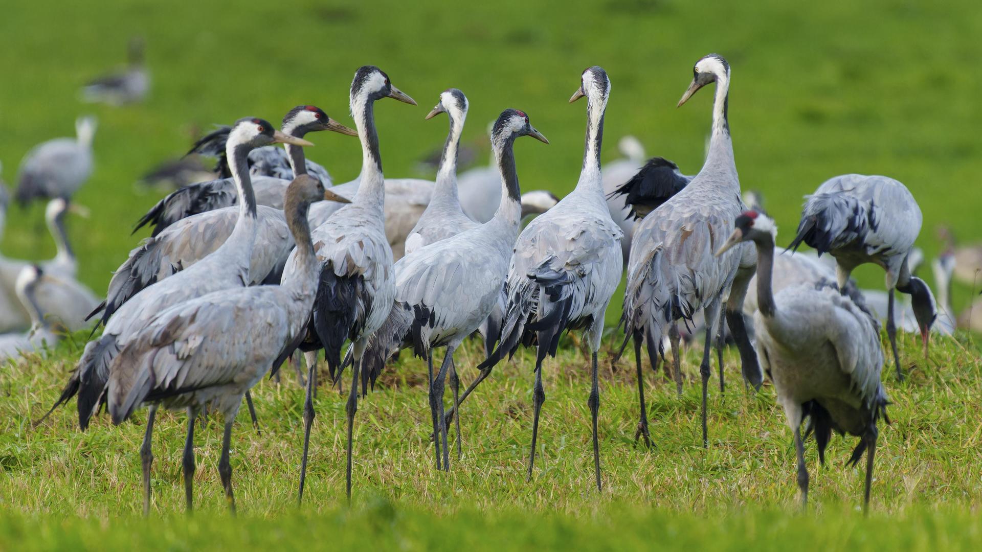 Ruhige Kranichgruppe auf einer Wiese