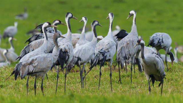 Ruhige Kranichgruppe auf einer Wiese
