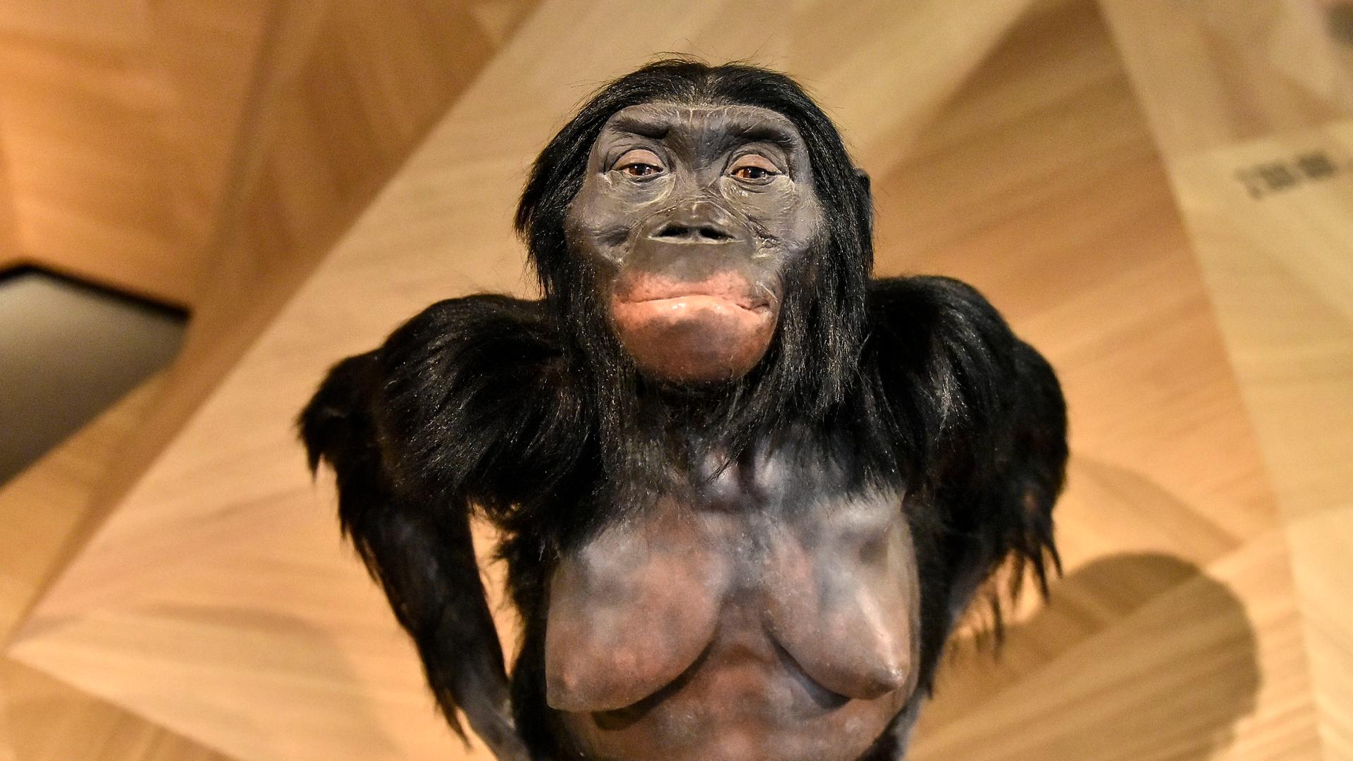 Rekonstruktion von "Lucy", einer kleinen Frau, die starke Merkmale einer Menschenäffin hat und vor etwa 3,2 Millionen Jahren gelebt haben könnte