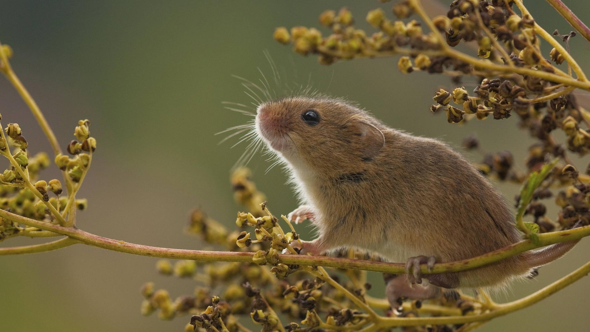 Eine schnuppernde Zwergmaus auf einem Zweig