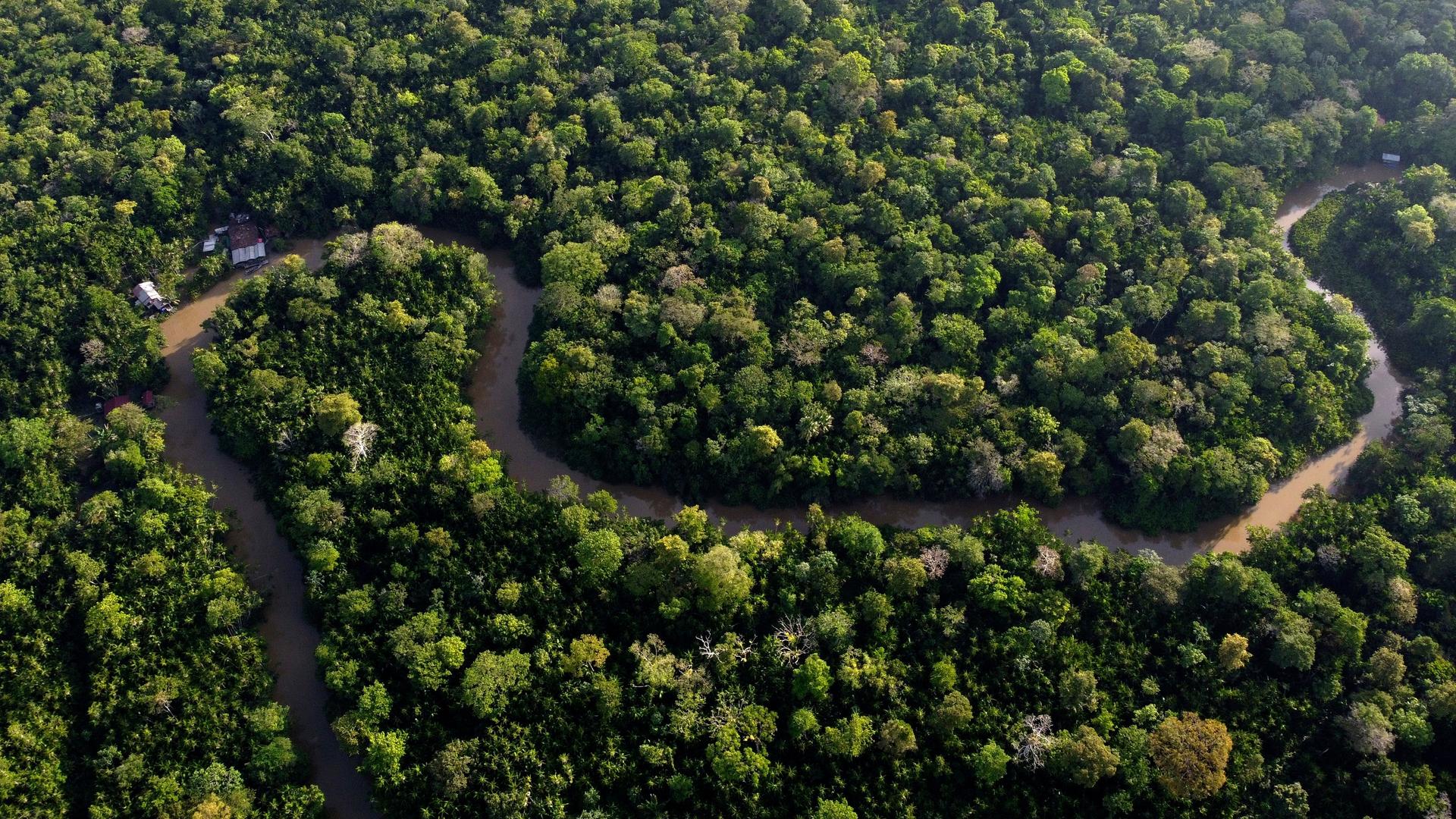 Eine Naturaufnahme aus der Vogelperspektive: Ein Fluss schlängelt sich durch einen Wald. Der Wald ist sehr dicht, es ist ein tropischer Regenwald.