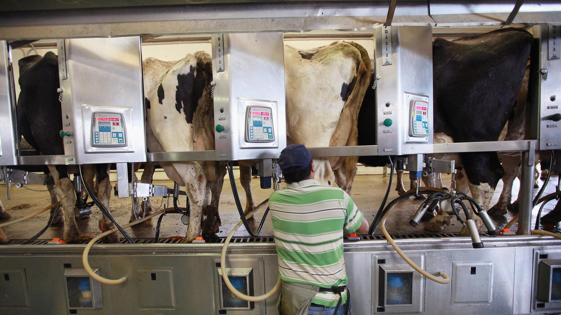 Mehrere Kühe werden mit einem Melkgerät gemolken. Ein Landwirt in Jeans und T-Shirt überwacht das Vorgehen. Bundesstaat Indiana, USA
