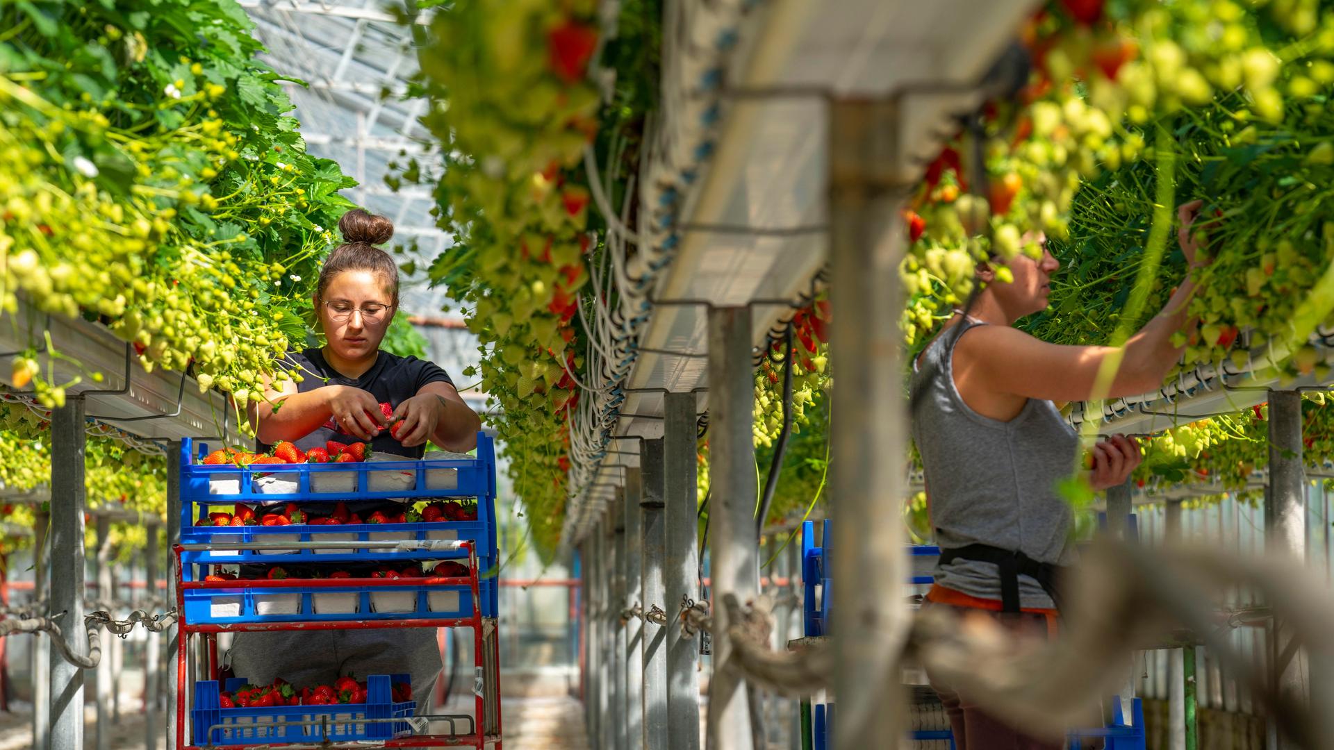 Erntehelferinnen ernten Erdbeeren aus Hochbeeten in einem Gewächshaus in Rheinland-Pfalz.