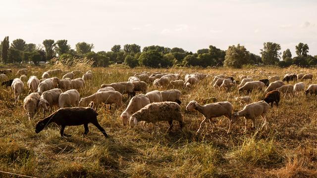 Schaafherde auf einer Wiese im Abendlicht