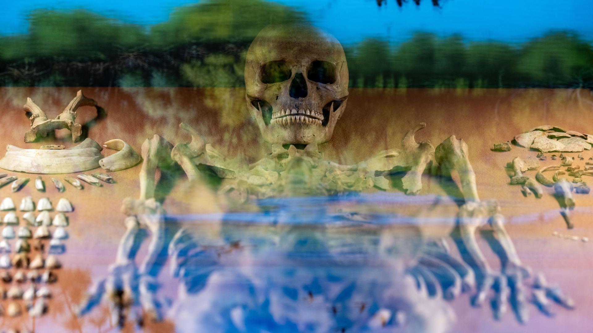 Das Grab der Schamanin von Bad Dürrenberg im Landesmuseum für Vorgeschichte Halle/Saale. Der Fund des 9000 Jahre alten Skeletts und der Grabbeigaben 1934 gilt als einer der wichtigsten der mitteleuropäischen Archäologie.