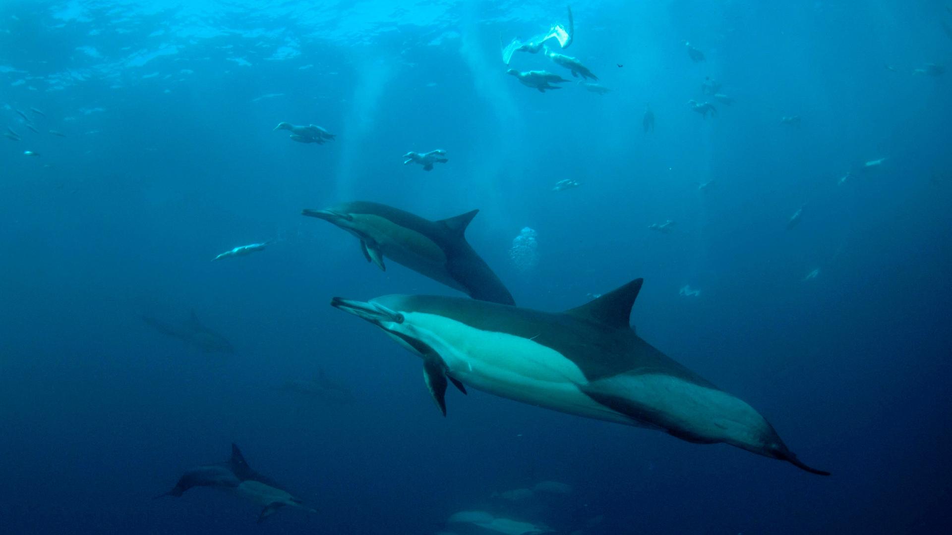 Langschnäuzige Delfine unter Wasser
