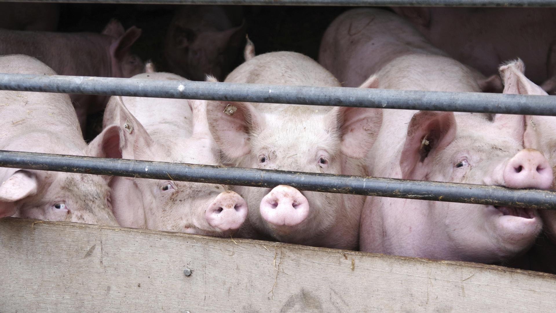 Mehrere Schweine schauen durch das Absperrgitter eines Schweinestalls