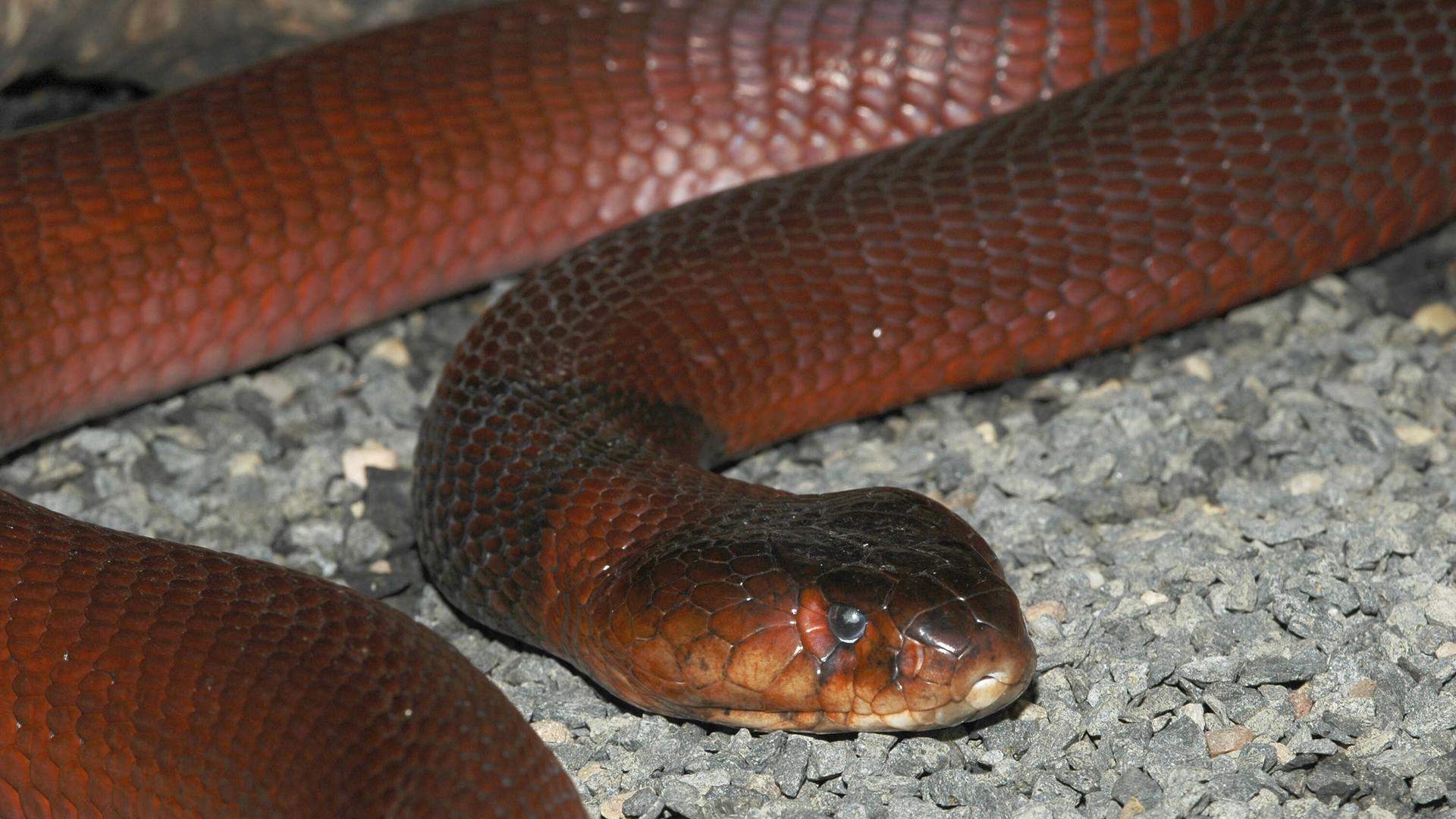 Rote Speikobra (Naja pallida)