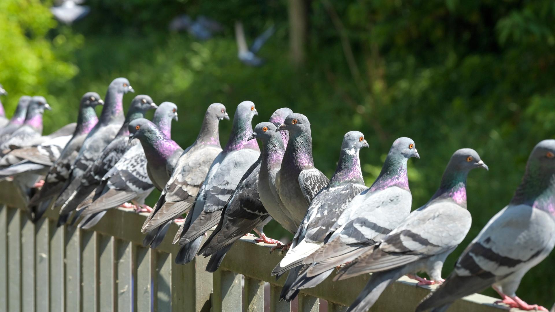 Etwa 20 Tauben sitzen auf einem Metallzaun.