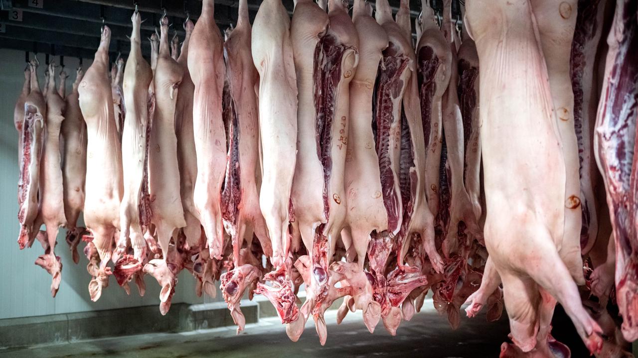 Zerlegte Schweine hängen im Kühlhaus vom Schlachthof Brand Qualitätsfleisch.