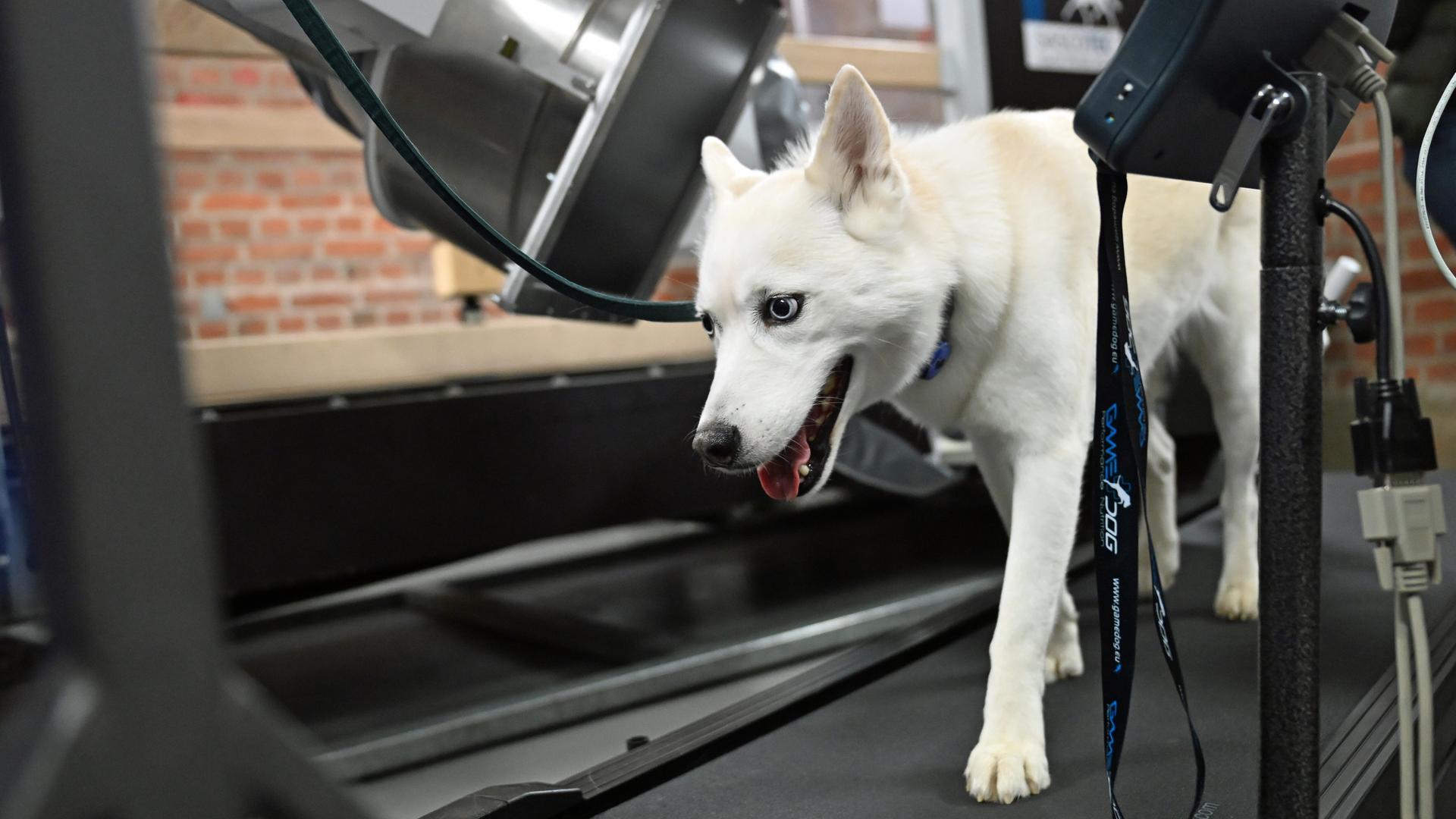 Ein Husky-Mischling auf dem Laufband der neuen FluoKin-Anlage im Veterinär-Anatomischen Institut der Uni Leipzig. Die Anlage ermöglicht Röntgenaufnahmen von Tieren in Bewegung - von Mäusen bis zu Pferden.