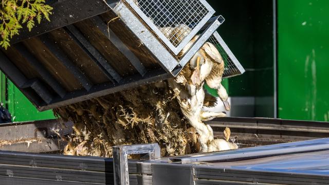Enten, die in einer von Geflügelpest befallenen Anlage getötet wurden, werden in einen Transportbehälter gekippt. 