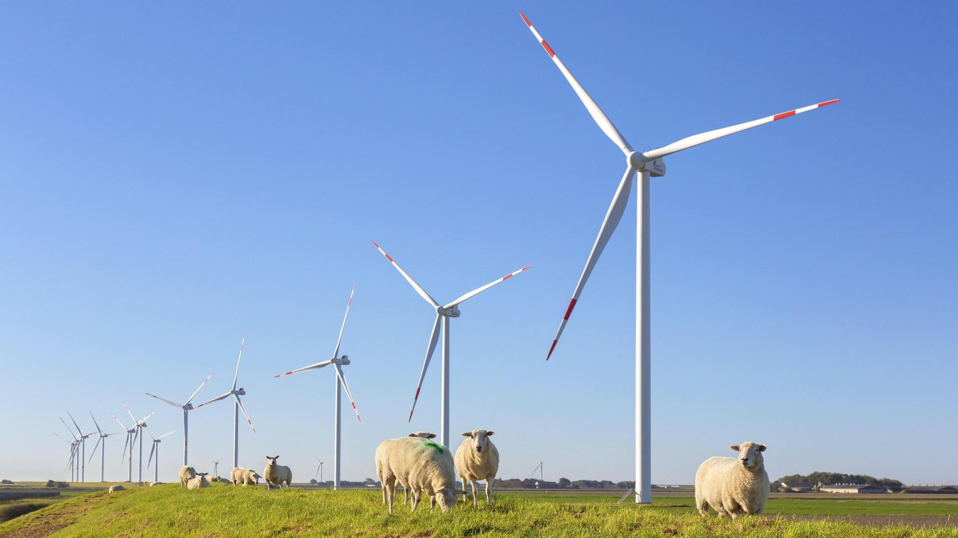 Mehrere große Windräder stehen in einer grünen Wiesenlandschaft unter klarem blauem Himmel. Im Vordergrund grasen mehrere Schafe. 