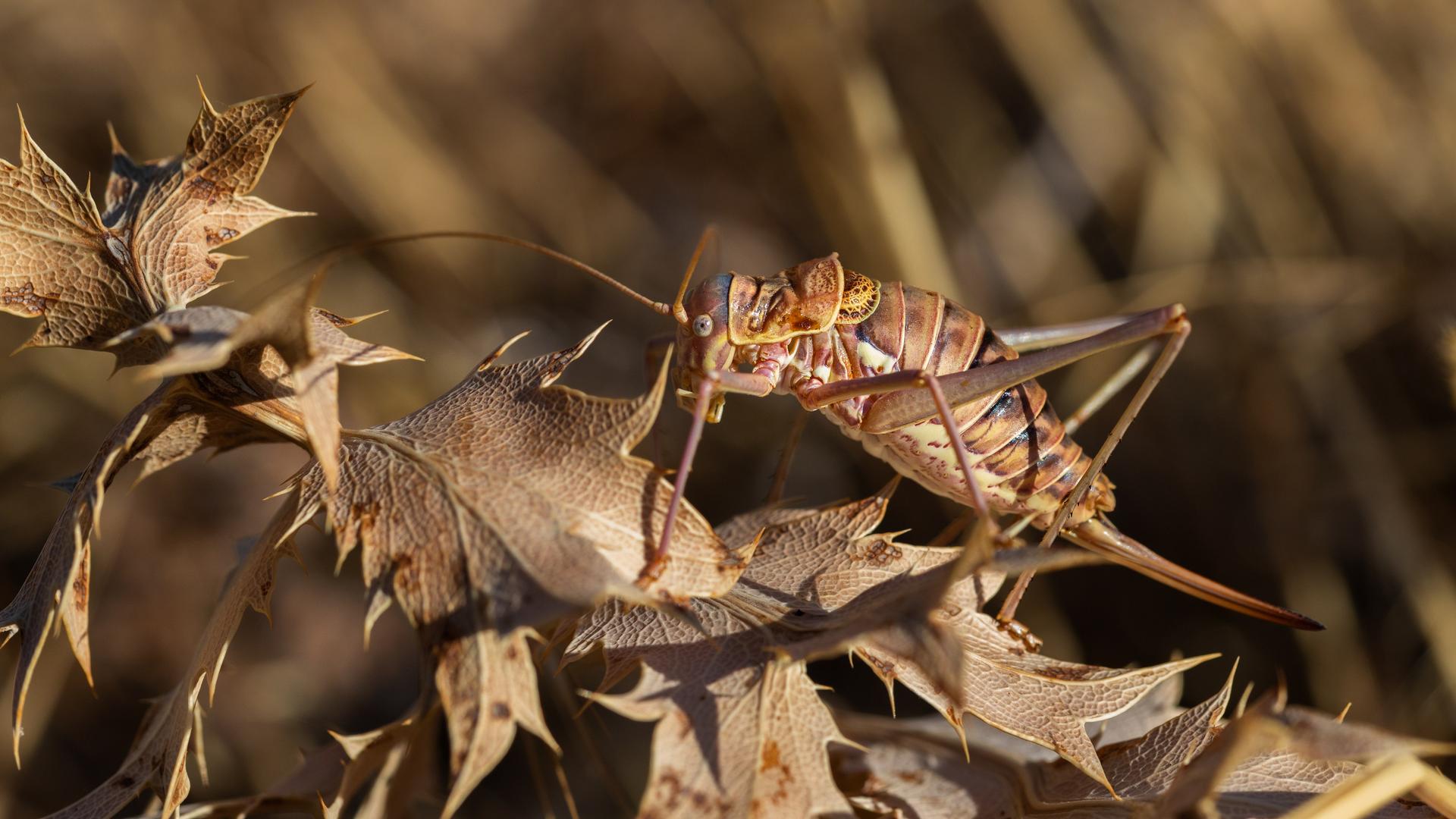 Eine weibliche Zikade sitzt auf trockenen braunen Blättern.